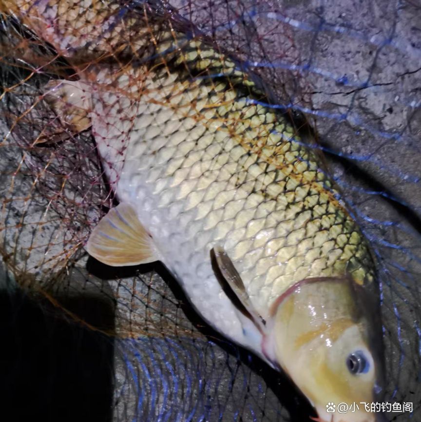 金龍最經典的餌料配方