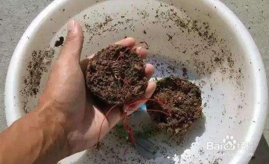 金龍最經典的餌料配方