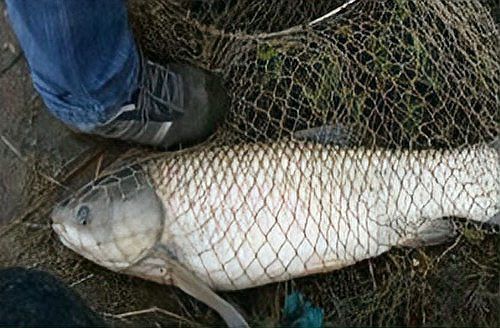 金龍最經典的餌料配方