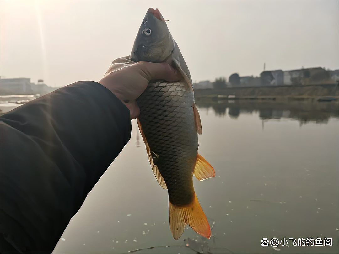 金龍最經典的餌料配方