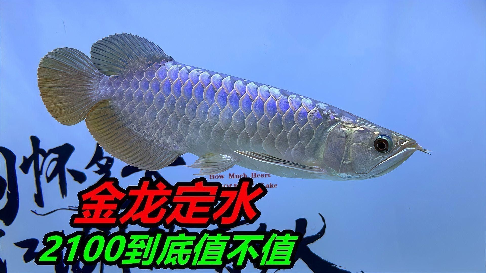 新加坡金龍魚為什么便宜