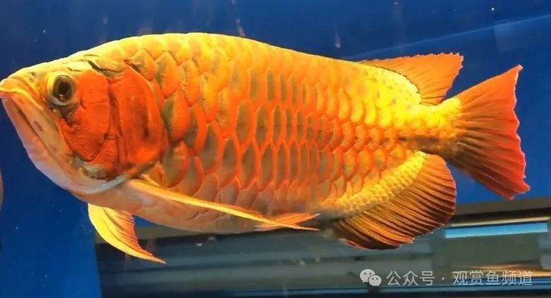 龍魚繁殖期需要哪些特殊照顧？