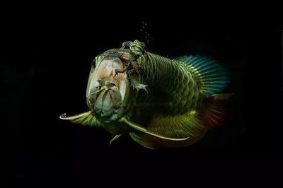 龍魚為什么頂著出水口游來游去（為什么龍魚頂著出水口游來游去？）