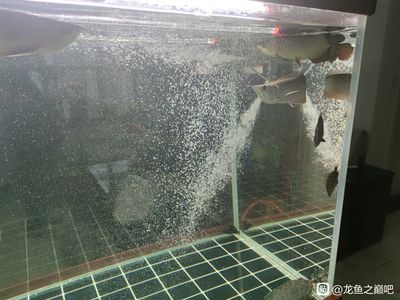 龍魚為什么頂著出水口游來游去（為什么龍魚頂著出水口游來游去？）