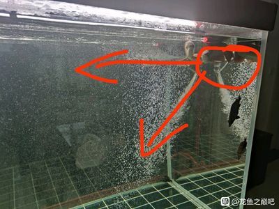 龍魚為什么頂著出水口游來游去（為什么龍魚頂著出水口游來游去？）