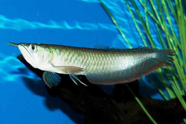 銀龍魚適宜水硬度范圍：銀龍魚適宜的水硬度范圍 銀龍魚適宜水硬度范圍：銀龍魚適宜的水硬度范圍 龍魚百科 第1張