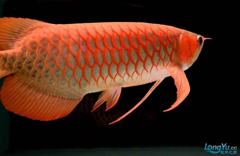 龍魚寓意什么意思：龍魚在中國文化中的歷史