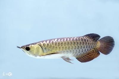 解決龍魚攻擊其他龍魚的問題（如何解決龍魚攻擊其他魚類的問題）