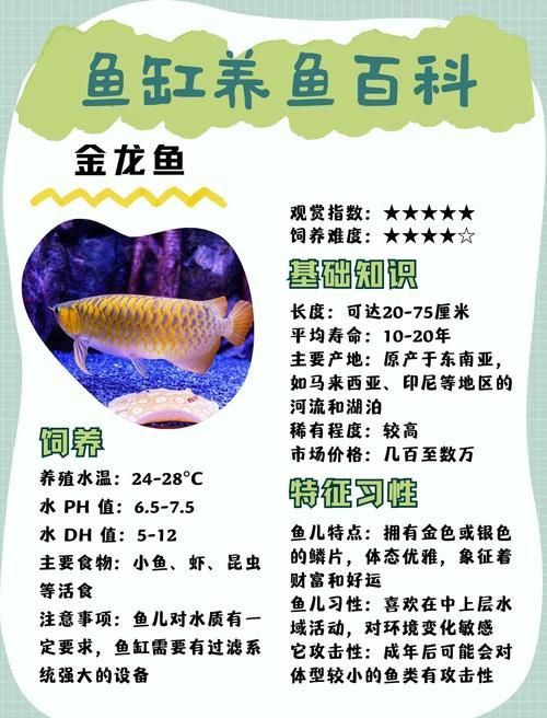 金龍魚2～3厘米圖片