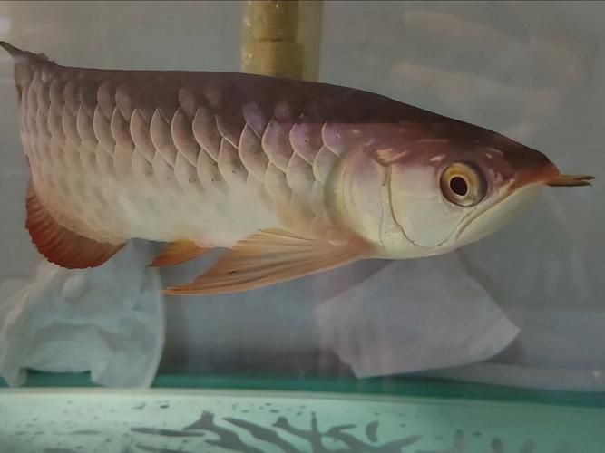 金龍魚2～3厘米圖片