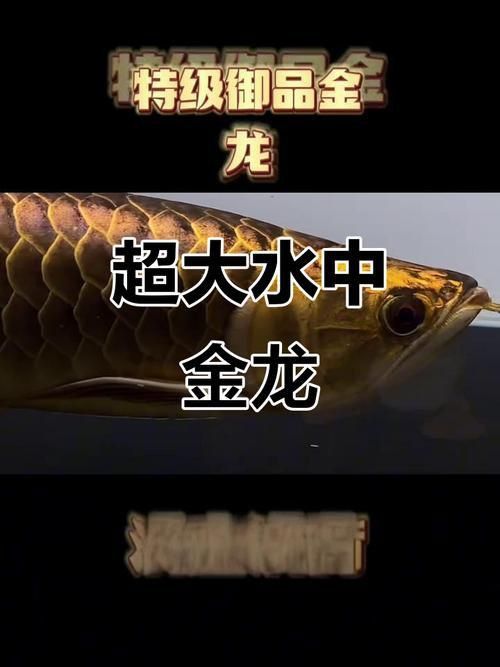 金龍魚2～3厘米圖片