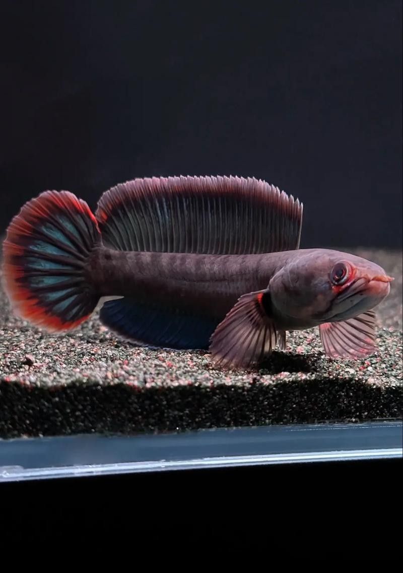 雷龍魚和紅龍魚混養好嗎圖片