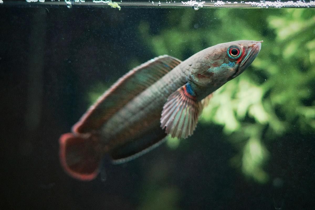 雷龍魚和紅龍魚混養(yǎng)好嗎圖片