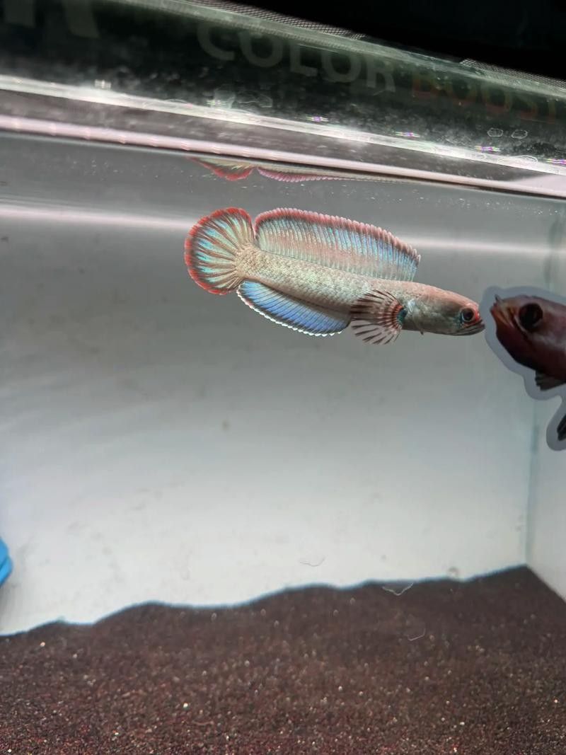 雷龍魚和紅龍魚混養(yǎng)好嗎圖片