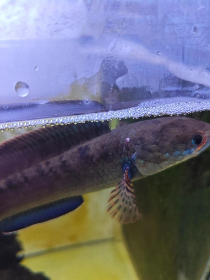 雷龍魚和紅龍魚混養(yǎng)好嗎圖片