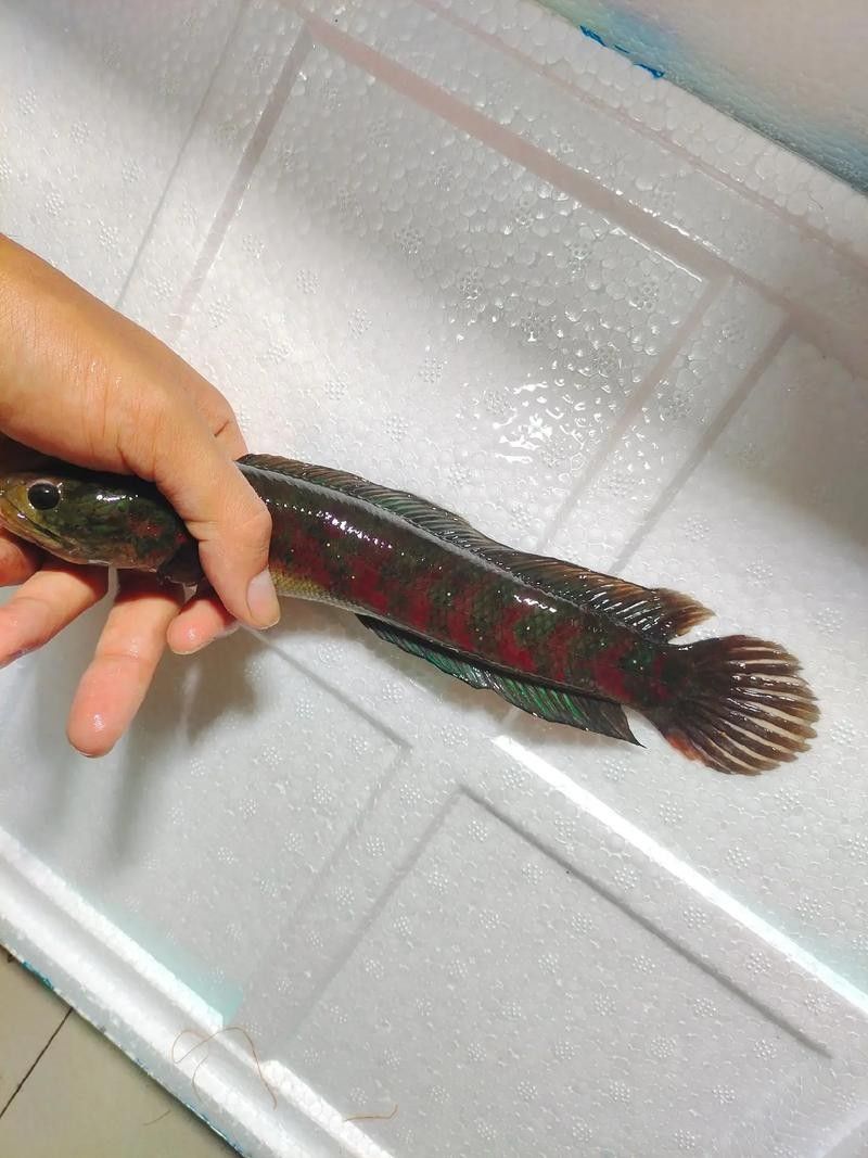 雷龍魚和紅龍魚混養(yǎng)好嗎圖片