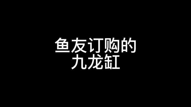 九龍魚缸要養什么龍魚好看