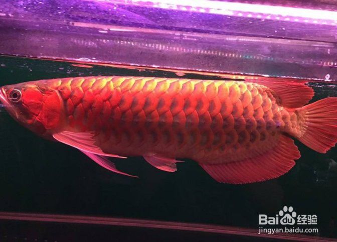 紅龍魚前寬后窄了怎么調整