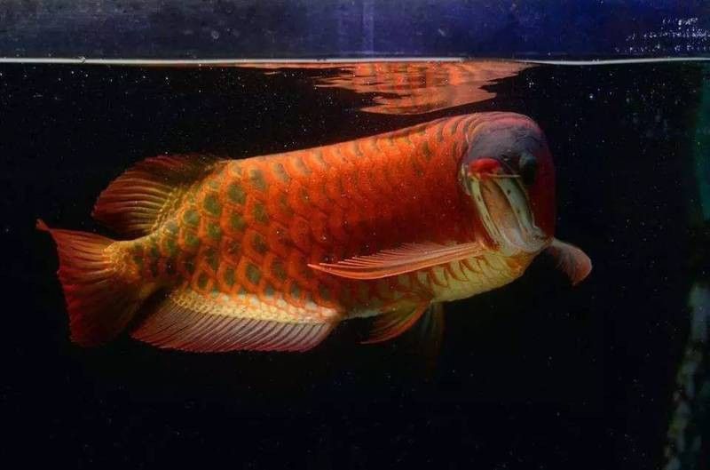 紅龍魚前寬后窄了怎么調整