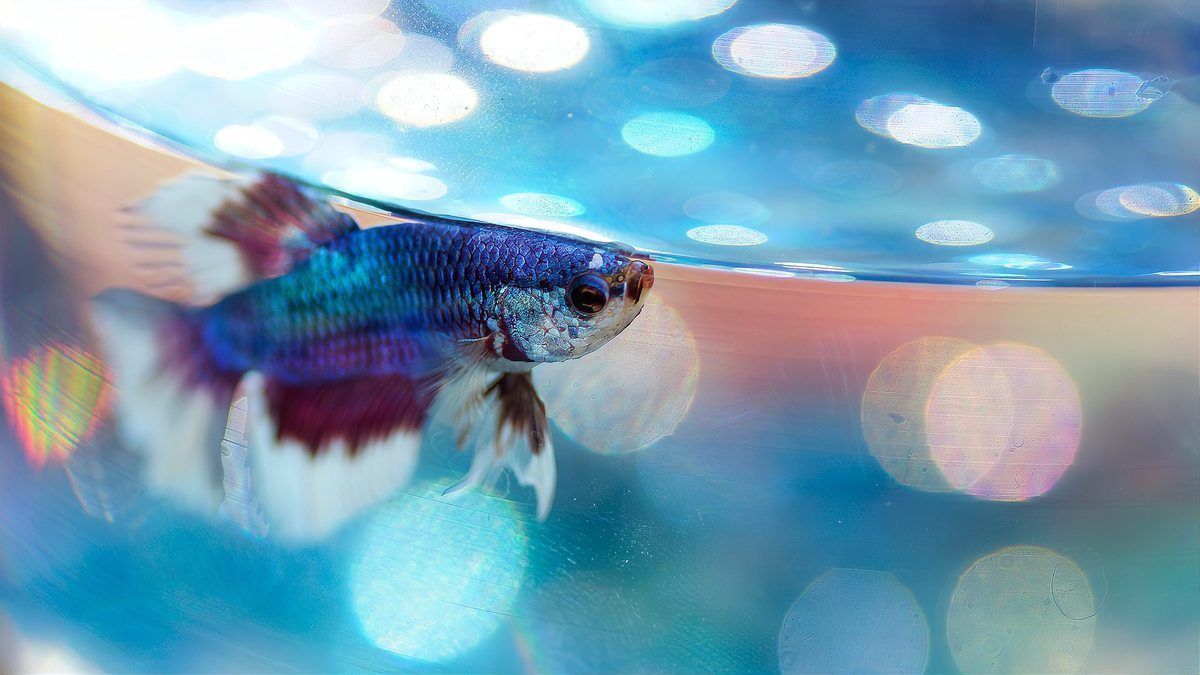 龍魚一直在缸底不動