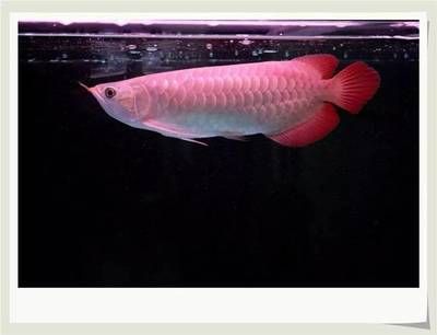龍魚頭頂發(fā)白：龍魚頭頂發(fā)白怎么辦