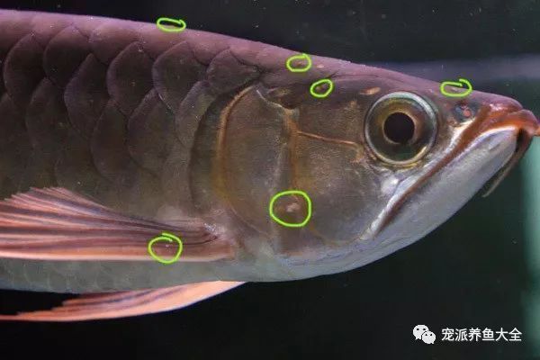 龍魚全身長白點：如何快速檢測龍魚白點病