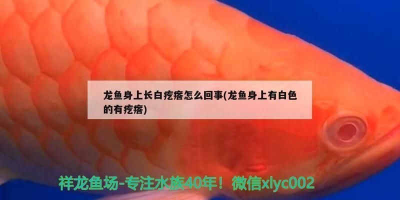 龍魚全身長白點：如何快速檢測龍魚白點病