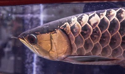 龍魚能長多重，龍魚生長影響因素,如何測量龍魚體重