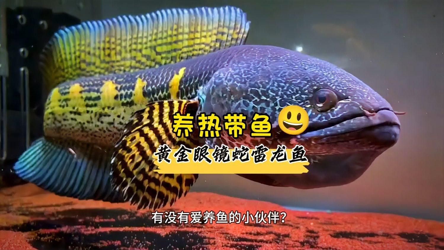 熱帶魚雷龍魚 熱帶魚雷龍魚 龍魚百科 第1張