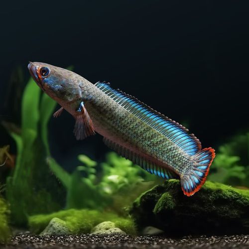 熱帶魚雷龍魚 熱帶魚雷龍魚 龍魚百科 第8張