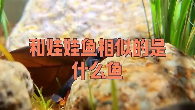 如何區分蠑螈和大鯢