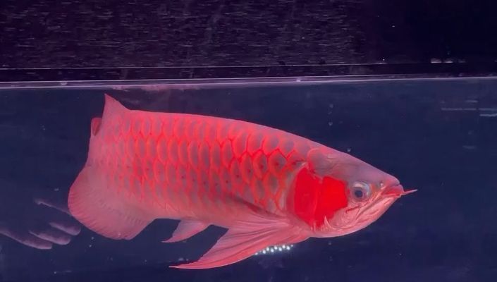 紅龍魚炮彈頭（紅龍魚炮彈頭的市場價格）