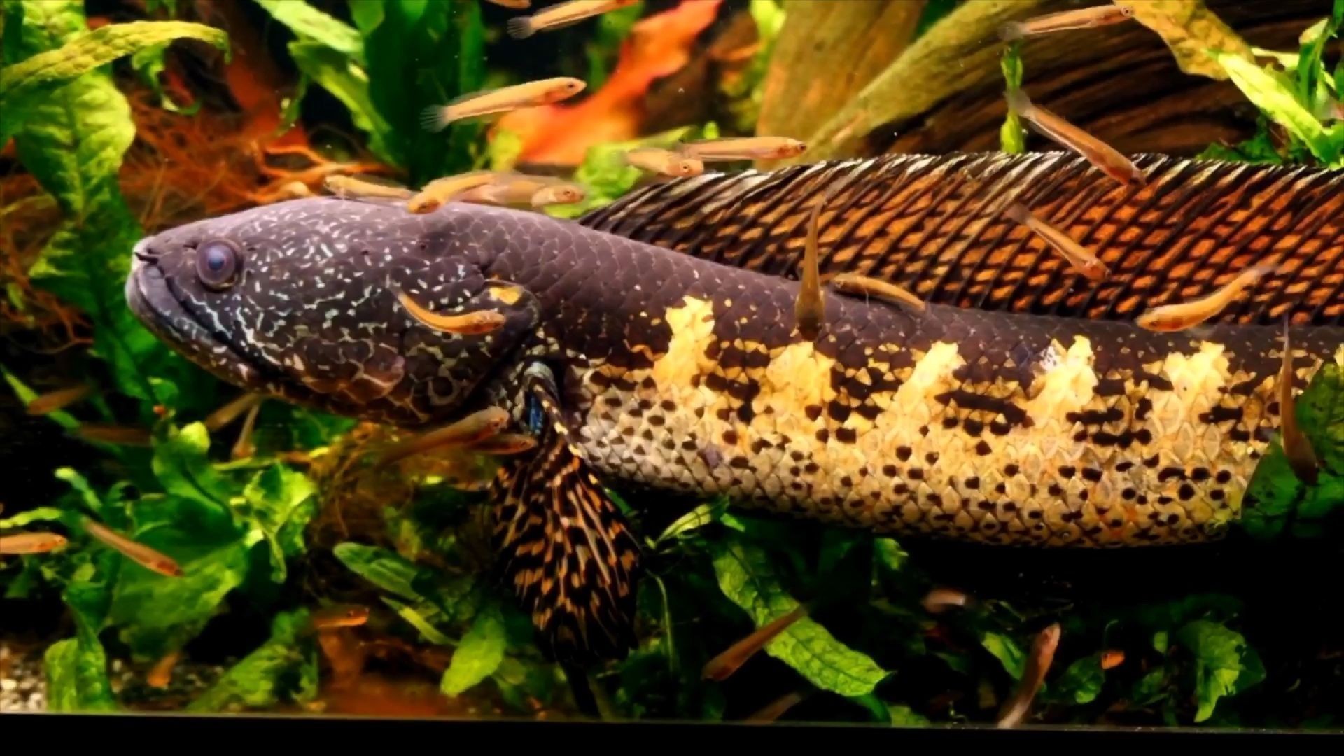 雷龍魚好養(yǎng)么（如何防止雷龍魚跳出魚缸,雷龍魚繁殖環(huán)境條件設(shè)置）