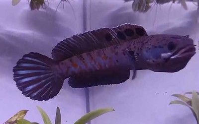 雷龍魚好養(yǎng)么（如何防止雷龍魚跳出魚缸,雷龍魚繁殖環(huán)境條件設(shè)置）