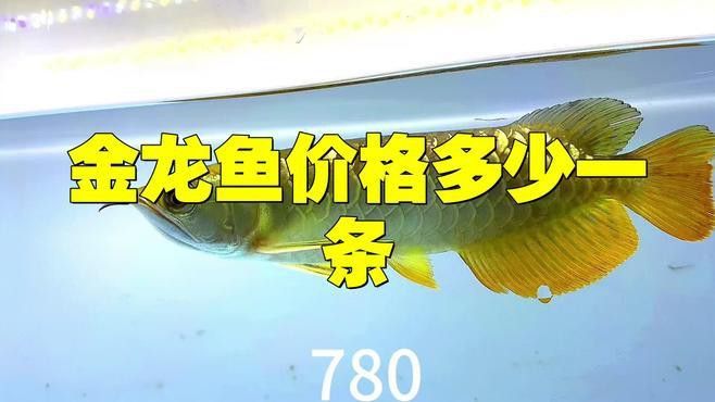 金頭龍魚和過背龍魚的價格差異大嗎？