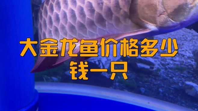金頭龍魚和過背龍魚的價格差異大嗎？