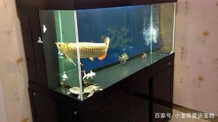 45公分寬的缸龍魚(yú)可以長(zhǎng)多大呢視頻（45公分寬的魚(yú)缸能養(yǎng)多大的龍魚(yú)360問(wèn)答） 45公分寬的缸龍魚(yú)可以長(zhǎng)多大呢視頻（45公分寬的魚(yú)缸能養(yǎng)多大的龍魚(yú)360問(wèn)答） 龍魚(yú)百科 第2張