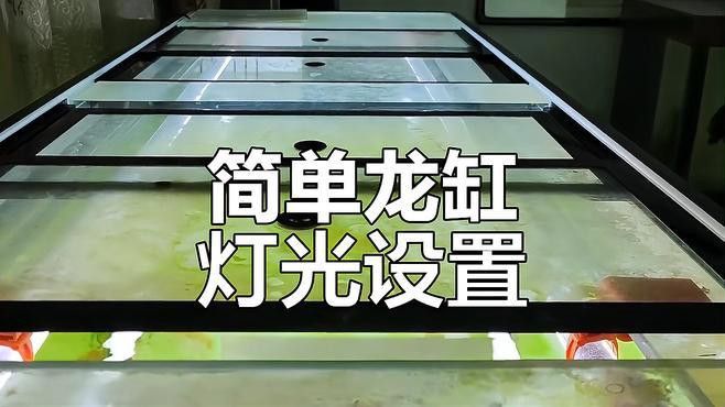 如何設置銀龍魚混養(yǎng)缸的光照？