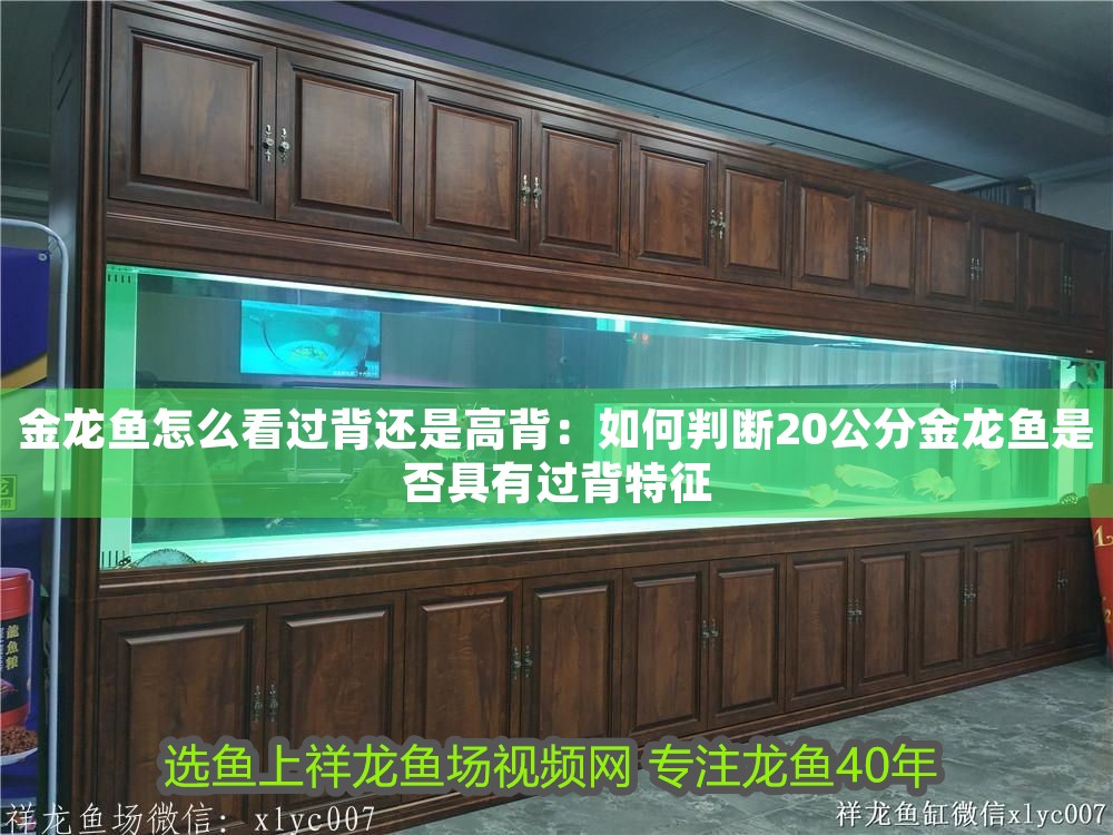 金龍魚怎么看過背還是高背：如何判斷20公分金龍魚是否具有過背特征
