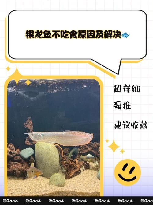 銀龍魚魚鰭爛了怎么辦啊圖片