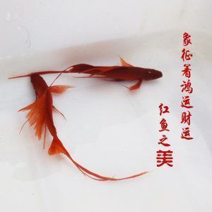 如何成為祥龍水族館會員：如何成為祥龍水族館的會員