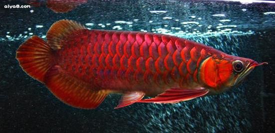 紅龍魚什么品種好養活