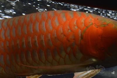 龍魚進口限制概述（龍魚的進口存在限制嗎？）