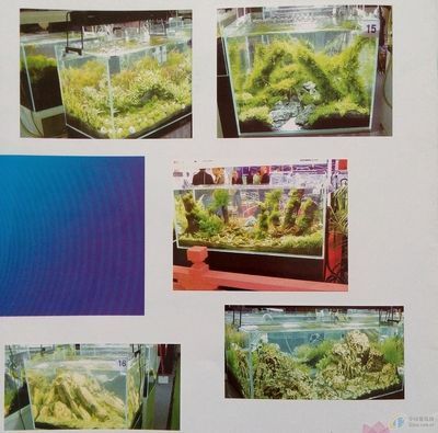 魚缸設(shè)計(jì)效果圖平面（深度搜索魚缸設(shè)計(jì)效果圖）