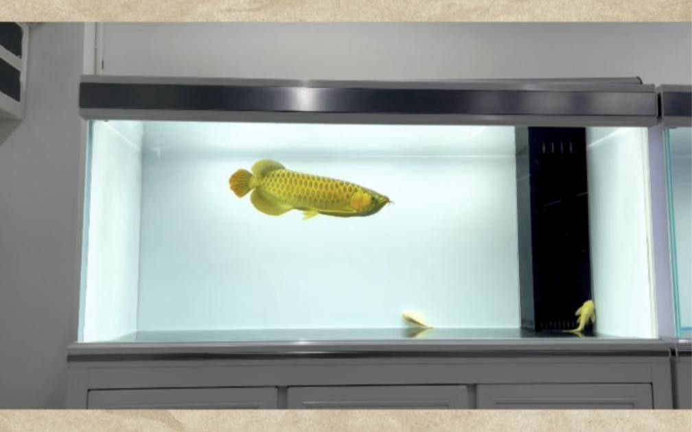 龍魚飼養溫度控制的重要性