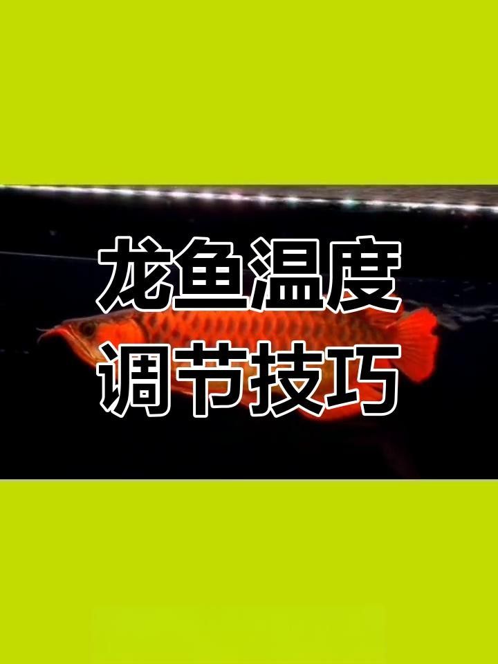 龍魚飼養溫度控制的重要性