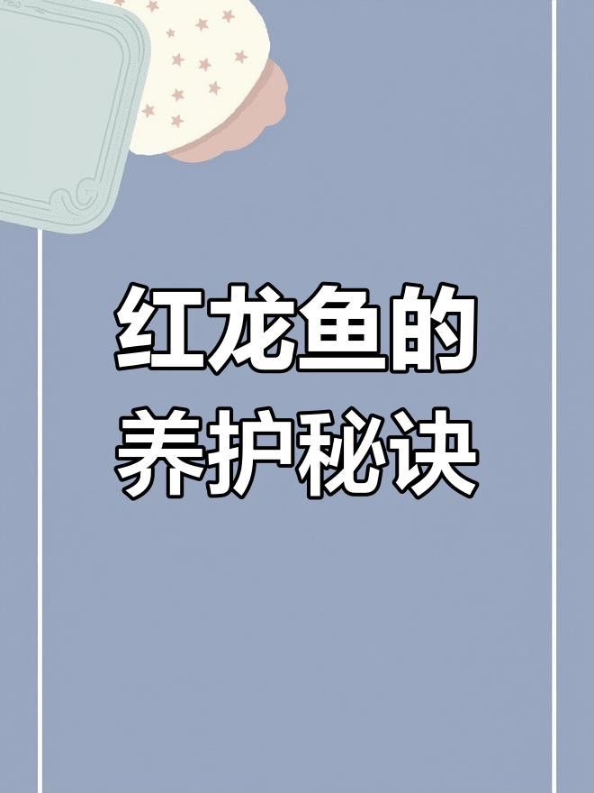 紅龍魚BTL的壽命有多長？