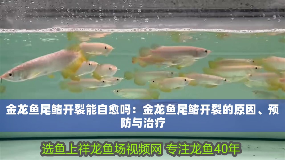 金龍魚尾鰭開(kāi)裂能自愈嗎：金龍魚尾鰭開(kāi)裂的原因、預(yù)防與治療 金龍魚尾鰭開(kāi)裂能自愈嗎：金龍魚尾鰭開(kāi)裂的原因、預(yù)防與治療 龍魚百科 第1張