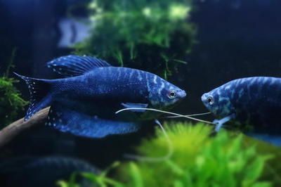 觀賞魚曼龍魚怎么賣的（抖音平臺上的觀賞魚銷售表現(xiàn)不錯可以通過兩種方式進(jìn)行銷售）