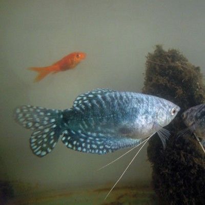 觀賞魚曼龍魚怎么賣的（抖音平臺上的觀賞魚銷售表現(xiàn)不錯可以通過兩種方式進(jìn)行銷售）